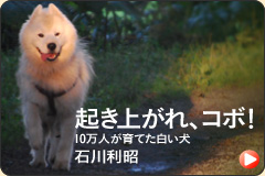 「起き上がれ、コボ！」へリンク